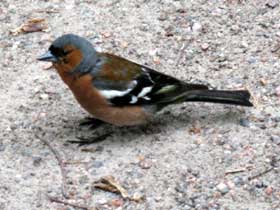 Seurasaari: A very tame chaffinch